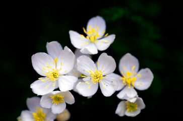 The beautiful Thalictrum tuberosum is native to the Spanish and French Pyrenean area