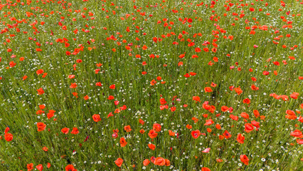 Klatschmohn (Papaver rhoeas), 
Wiese von oben im Frühsommer