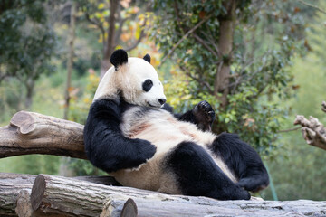 Close up Giant Panda, Shenshuping, Wolong Panda Base