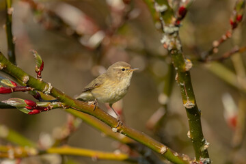 Chiffchaff perched on a branch close up in the summer