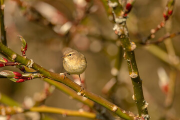 Chiffchaff perched on a branch close up in the summer