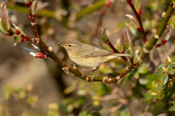 Chiffchaff perched on a branch with a fly in its beak close up in the summer