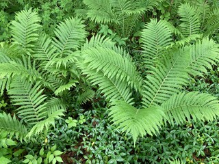 fern leaves in the forest