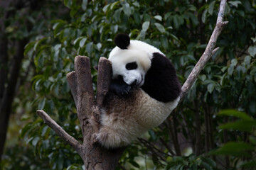 Close up Giant Panda, Shenshuping, Wolong Panda Base