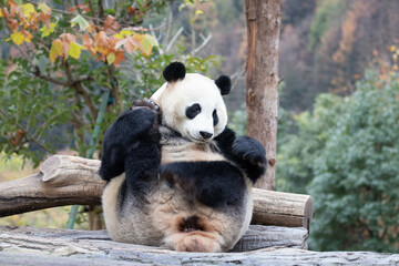 Close up Giant Panda, Shenshuping, Wolong Panda Base