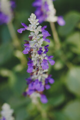 Purple sage flowers with foliage