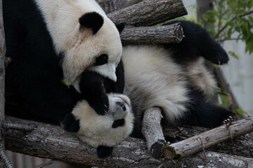 Close up Mother Panda and Her Cub, Chengdu, China