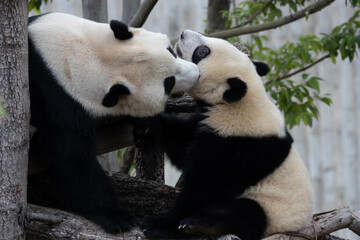 Close up Mother Panda and Her Cub, Chengdu, China