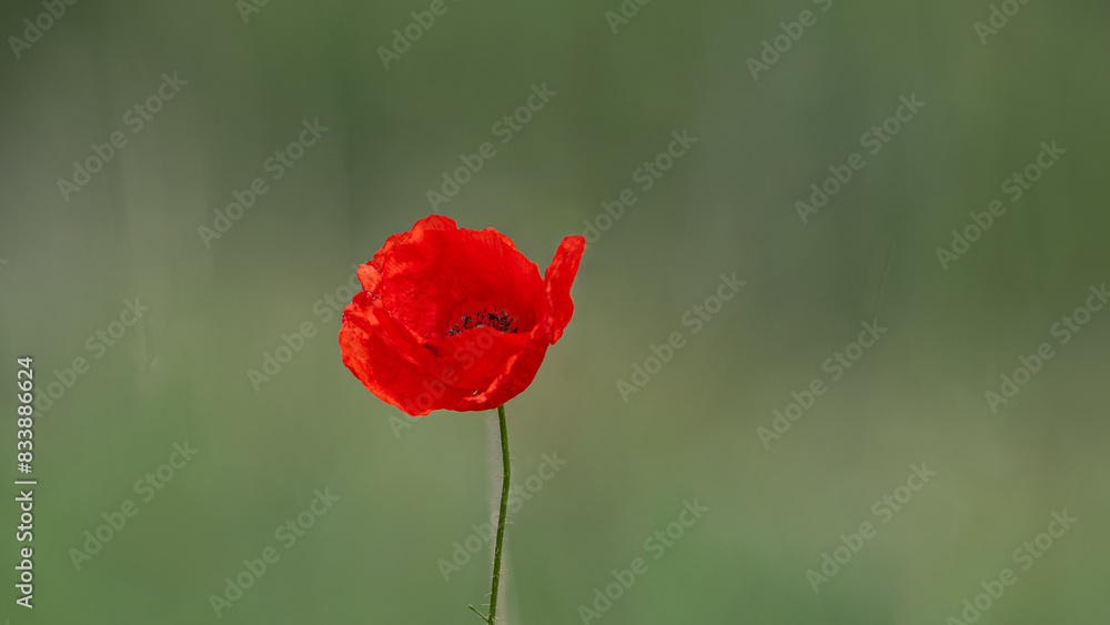 Wall mural roter Klatschmohn (Papaver rhoeas), einzelne Pflanze vor grünem Hintergrund