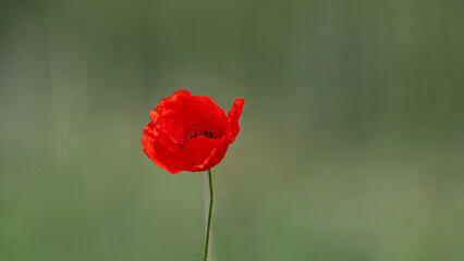 Obraz premium roter Klatschmohn (Papaver rhoeas), einzelne Pflanze vor grünem Hintergrund