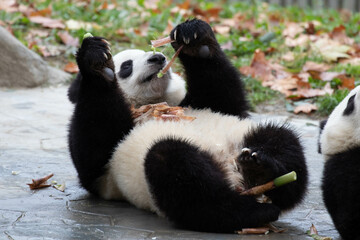 Close up Giant Panda, Shenshuping, Wolong Panda Base