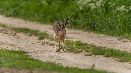 Feldhasen (Lepus europaeus) läuft auf einem Feldweg auf den Fotografen zu 