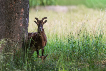 A female Mouflon - Ovis musimon watches over her young. A mouflon lies in the background.