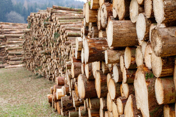 firewood, logging, sawmill. Firewood stacked on top of each other.