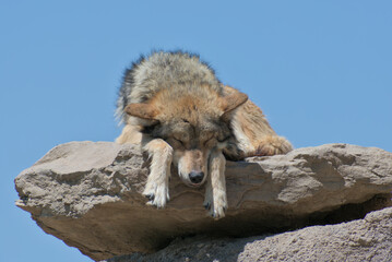 Mexican wolf resting on a stone in the sun.