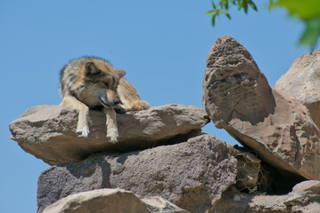Mexican wolf on top of a stone © Rafael