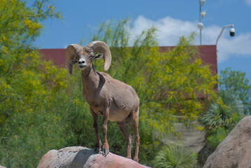 Bighorn sheep standing on top of a rock.