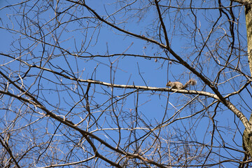 Squirrel. A squirrel strolls along a tree in New York's Central Park