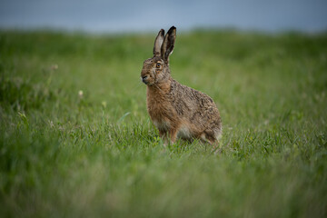 Feldhase (Lepus europaeus) sitzt auf grüner Wiese, Nahaufnahme