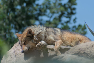 Mexican wolf sleeping on a stone in the sun.