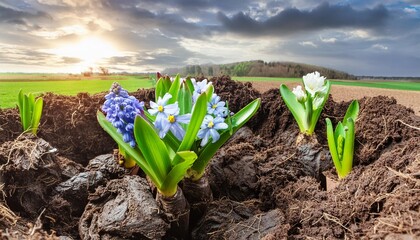 spring flower sprouts on cow manure