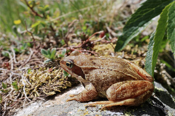 Une grenouille rousse des Pyrénées