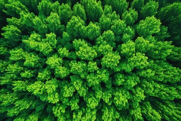 Fototapeta premium green moss background