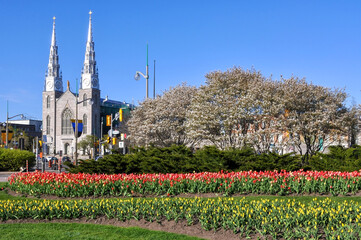 Tulip Festival with Cherry Blossom tree in downtown Ottawa, Canada