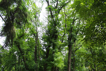 green forest in the morning, green leaves background, green forest background