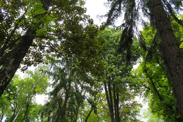 green forest in the morning, green leaves background, green forest background