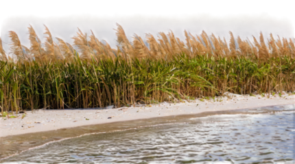 Sea Oats on the beach