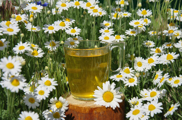 chamomile tea in a glass cup in the garden among the daisies. selective focus