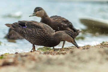 duck with ducklings