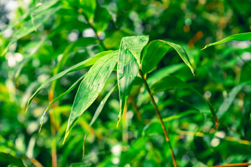 Fototapeta premium green leaves background