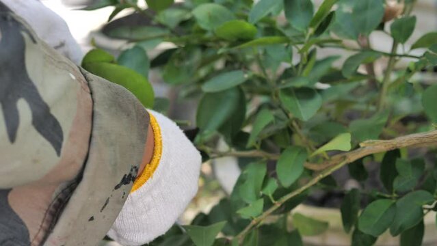 Hand of people use Pruning scissors to cut a tree branch 