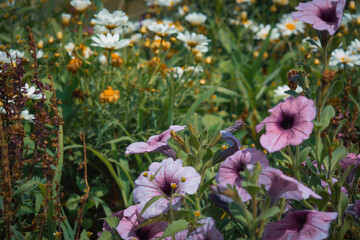 Obraz premium flowers in the garden