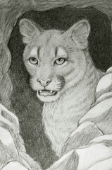 portrait of a lion
