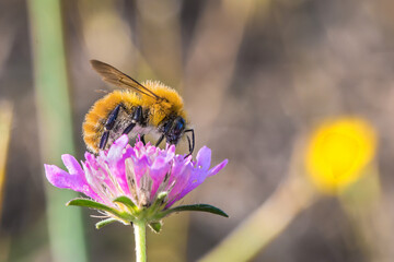 
beauty of nature in all its colors, insect on the plant
