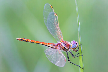 dragonfly warming itself on a plant under the sun or Rome