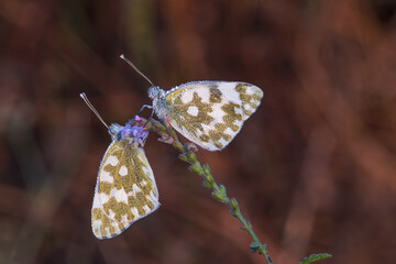 couple of butterflies are resting under the sun
