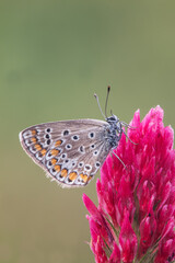 magnificent nature butterfly rests