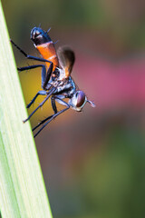 
beauty of nature in all its colors, insect on the plant