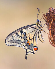 magnificent nature butterfly rests
