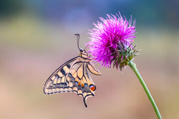 magnificent nature butterfly rests