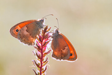couple of butterflies are resting under the sun
