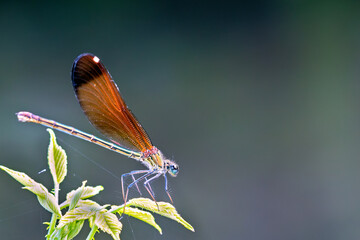 dragonfly warming itself on a plant under the sun or Rome