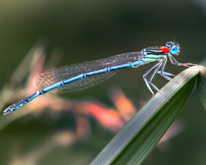 dragonfly warming itself on a plant under the sun or Rome