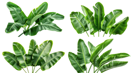 Set of fresh, lush green banana leaves, cut out