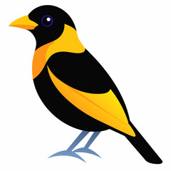 A stunning male black and yellow broadbill showcases his beauty isolated  vector illustration