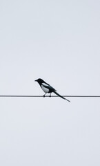 Lonely bird that sits against the sky